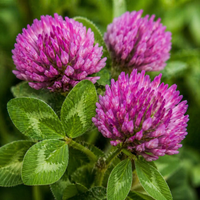 Red Clover