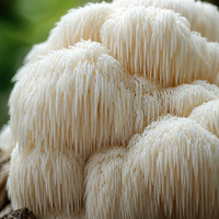 Lion's Mane
