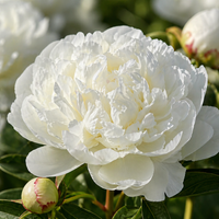 White Peony