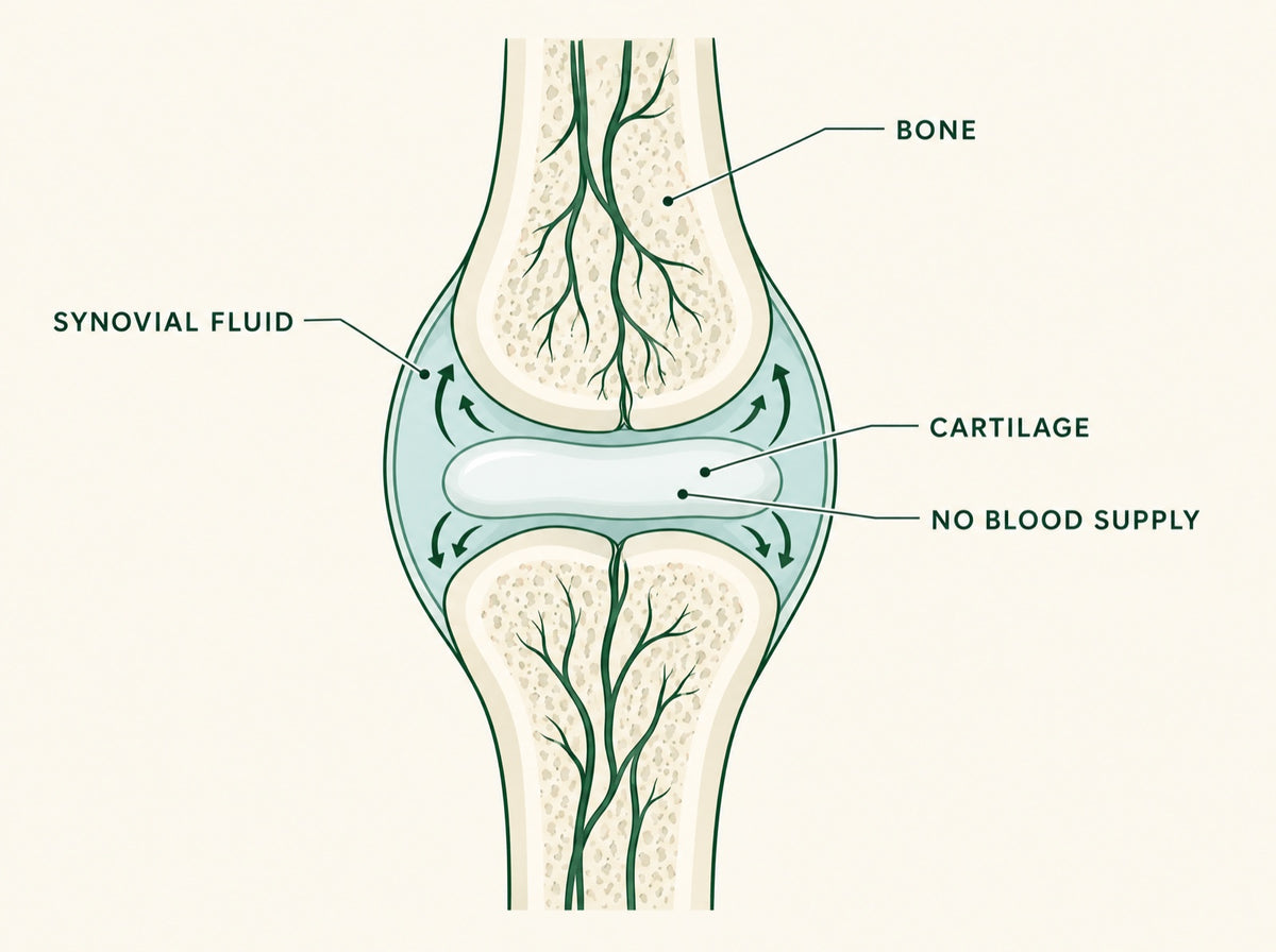 The mice lost the same weight. Only the treated knees improved. Ask why.